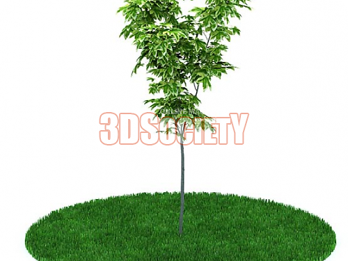 3D модель  Дерево 