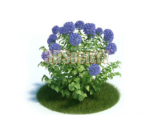 3D модель  hydrangea 