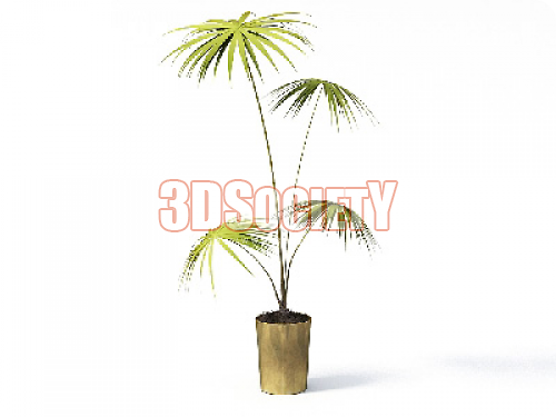 3D модель комнатная пальма