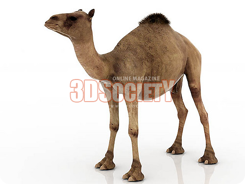 3D модель Верблюд одногорбый