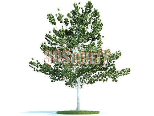 3D модель Дерево "Береза" (Betula)
