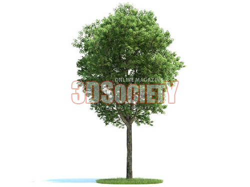 3D модель Дерево "Ясень" (Fraxinus)