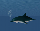 3D модель Дельфин