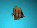 3D модель рыбки FiSH