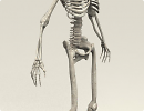 3D модель  Skeleton 