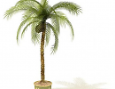 3D модель Пальма домашняя